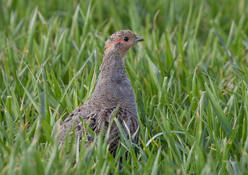 Patrijs par Marcel Klootwijk