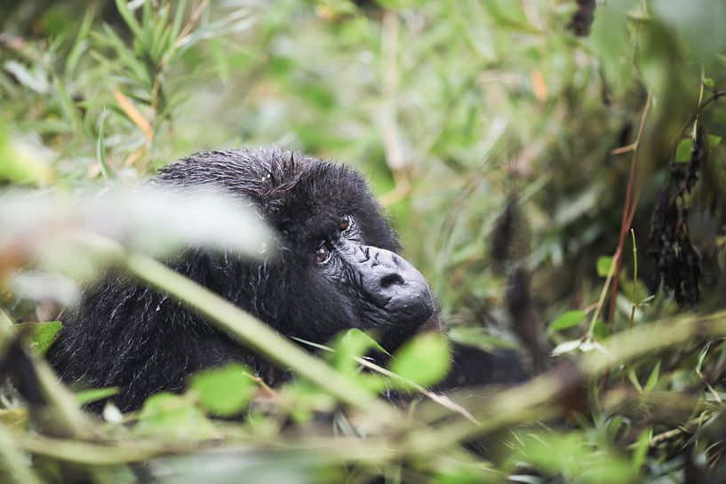 Échos de la forêt tropicale par Wild Love Expedition