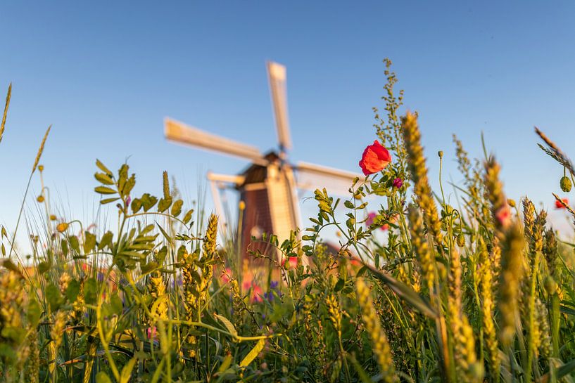 Wild Flowers by Johan Mooibroek