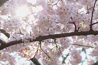 Fleur en fleur avec des rayons de soleil