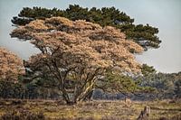 scène pittoresque avec des fleurs et un mâle