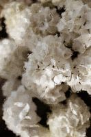 Flowers - hydrangea oil painting