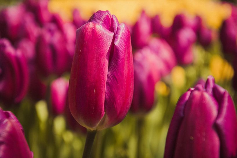 Paarse tulpen by Stedom Fotografie