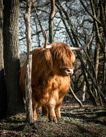 Goldener schottischer Highlander