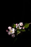 Apple Blossom