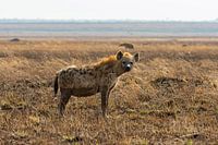 Hyena in its habitat