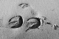 Hoofed horses shaggy black and white