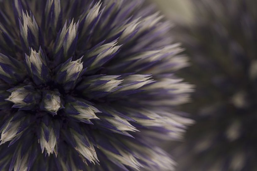 Chardon boule avec reflet en arrière-plan par Marjolijn van den Berg