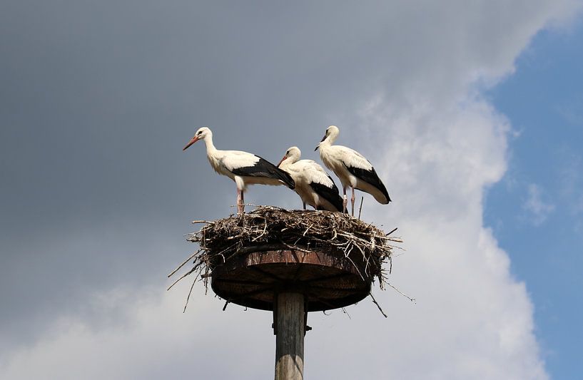 White stork by Matthias Brix