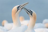 Jan-van-genten begroetingsritueel