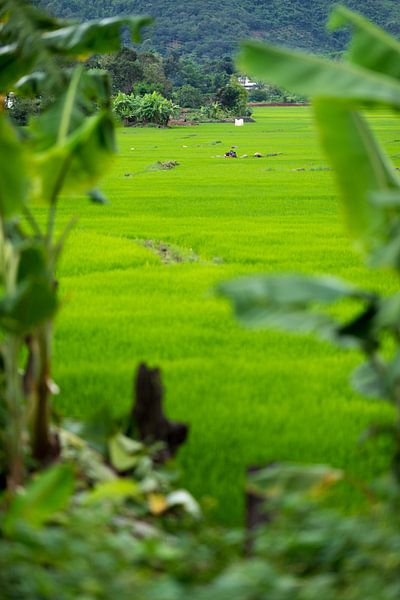 Rice fields von Arkadiusz Kurnicki