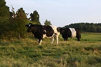 Warten auf den Bauern - Kühe gemalt