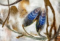 Moules et algues sous l'eau.