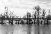 Hochwasser B&W