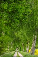 Feldweg durch frühlingshafte Birkenallee mit Rapsfeld