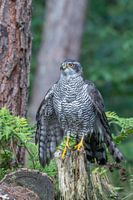 Autour des palombes, dans la forêt