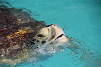 Meeresschildkröte in Florida streckt Kopf über Wasser