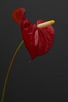 A beautiful red flower of an Anthurium Sierra, the king of the jungle!