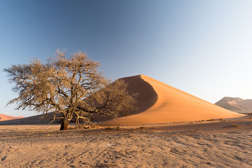 Düne 39 von Felix Sedney