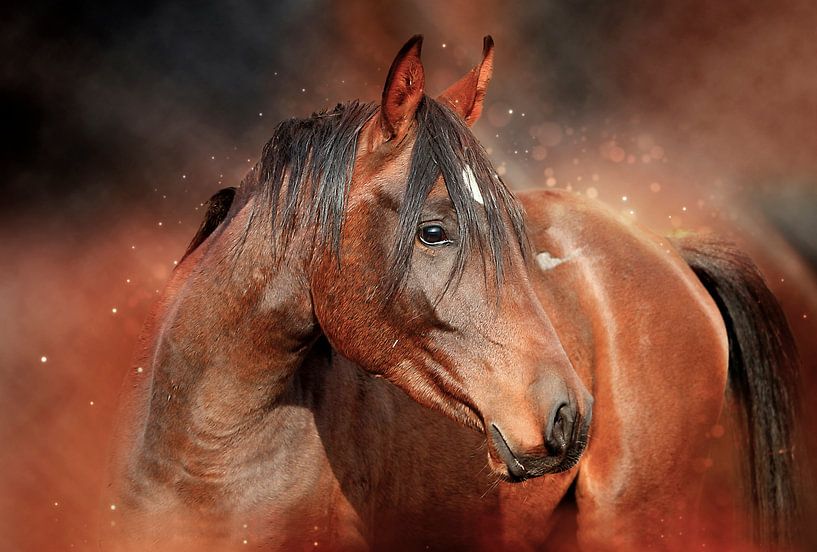 Beautiful horses by Peter Roder