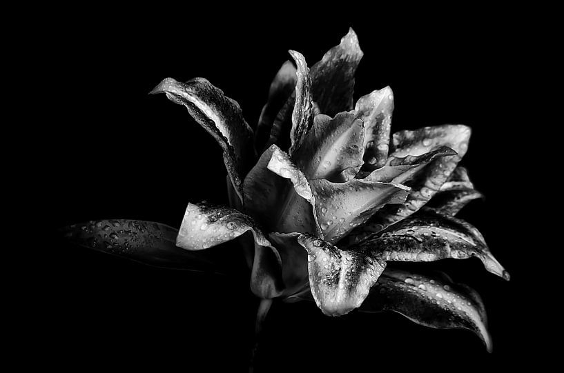 Lovely Lily - Black and White by Marlika Art