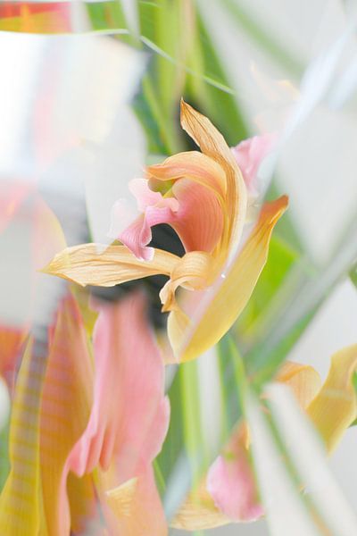 Orchidee par Marianna Pobedimova