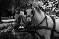 two white horses with a carriage in black and white