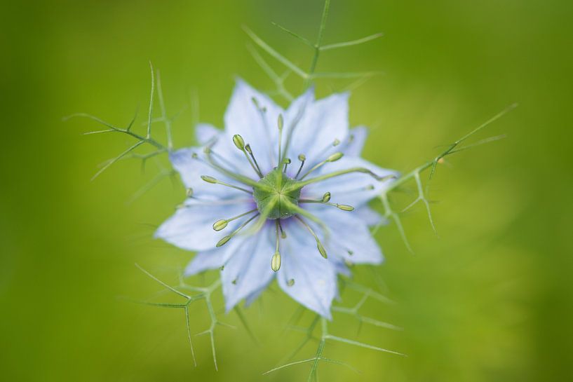 Puffer in grün von Elles Rijsdijk