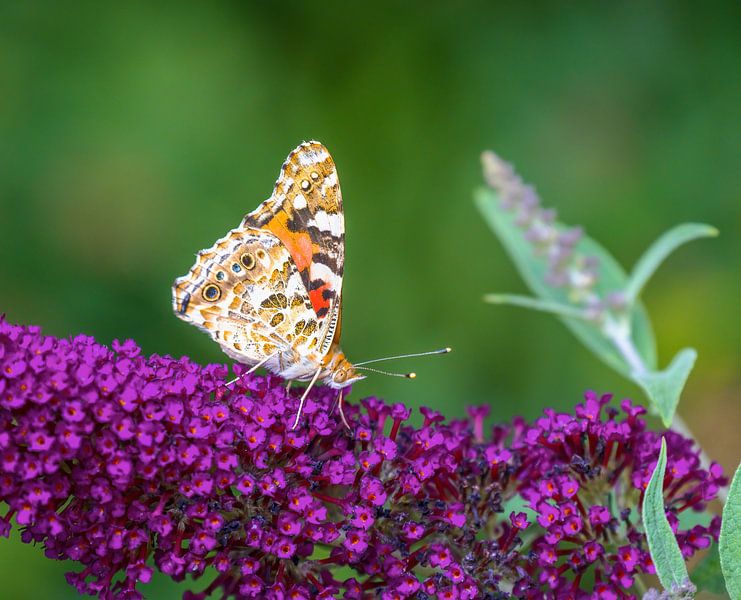 Thistle butterfly on a purple summer lilac by ManfredFotos