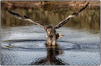 Europäischer Seeadler