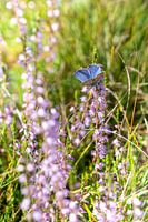 Beautiful common blue on the heath