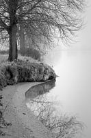 Flussufer mit Bakenbäumen im Nebel