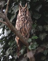 Long-eared owl