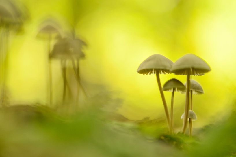 Mushrooms by Elles Rijsdijk