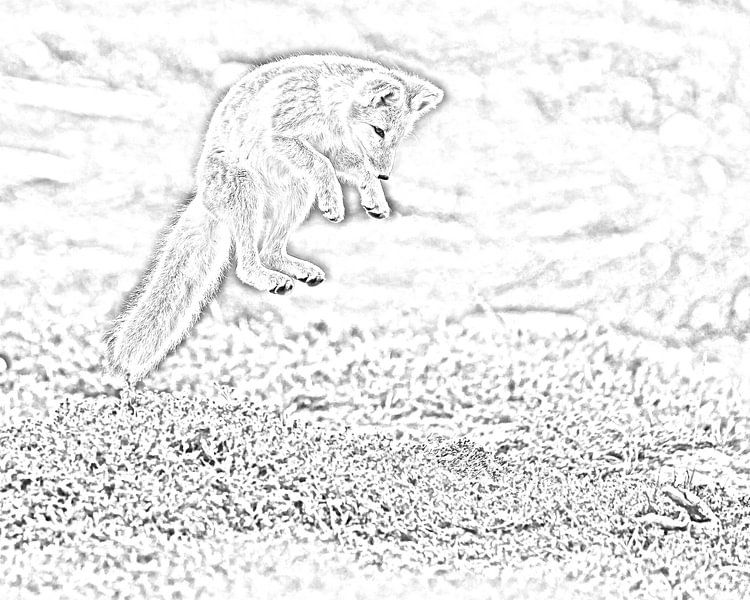 Polarfuchs von Menno Schaefer