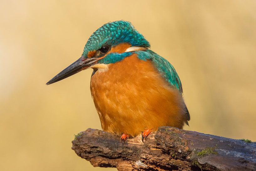 IJsvogel par Conny Veenhuis-Lucas