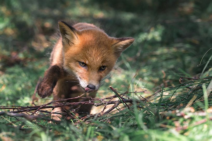 Un jeune renard se promène parmi les brindilles et l'herbe à la recherche de nourriture. par Jolanda Aalbers