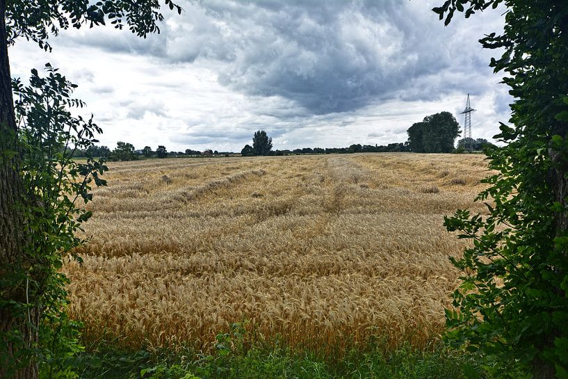 Getreidefeld par Edgar Schermaul
