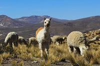 Alpaca in Peru