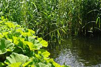 Mooie foto van de natuur.