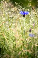 Kornblume