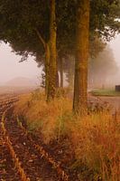 Trees along road in Achterhoek