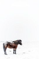 Horse Icelandic Icelander