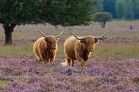 Scottish Highlanders in the evening sun on Hilversum heathland