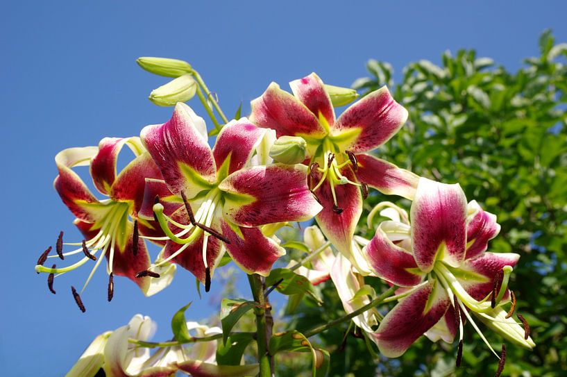 Leliebloesem voor een blauwe hemel van Berthold Werner