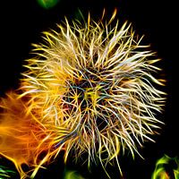 Expressive Löwenzahn