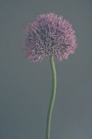 Frosted Allium
