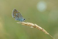 Icarus blue sits on a straw in the morning light