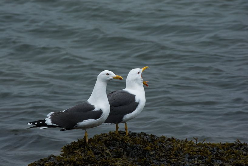 Meeuwen paartje langs de pier langs de Maasmond. van Zaankanteropavontuur