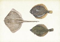 Poissons plats en mer du Nord